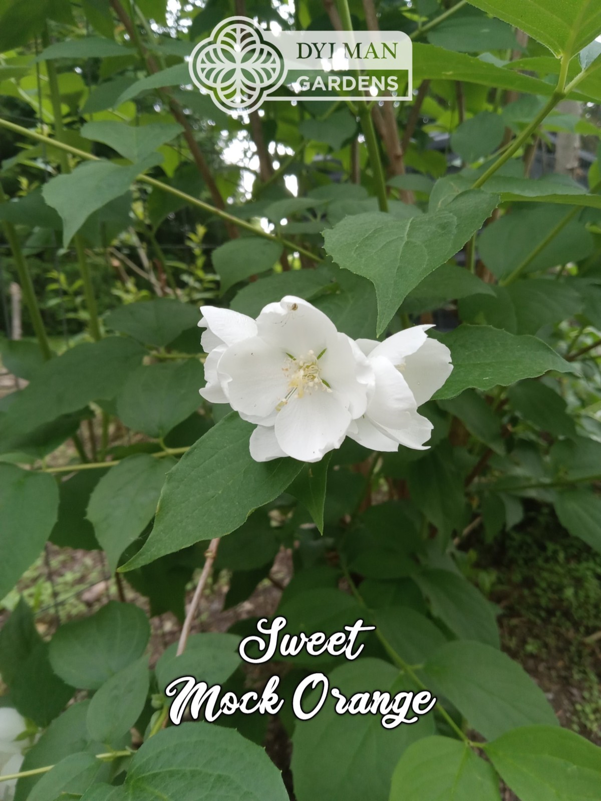 Sweet Mock Orange (Philadelphus coronarius) Fragrant Mockorange – Multiple Sizes