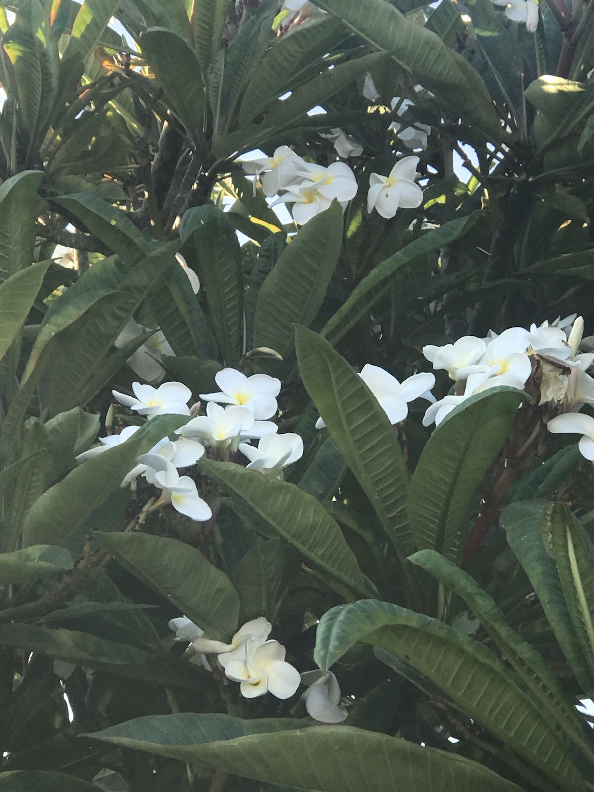 Plumeria Frangipani Fresh Cutting ~ BUY 2 GET 1 FREE !