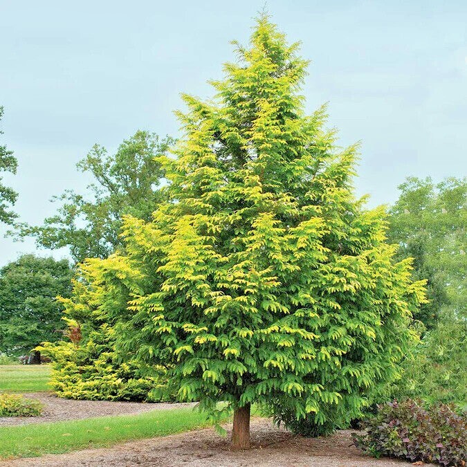 Dawn Redwood Tree Seeds (Metasequoia glyptostroboides) Fast Hardy Bonsai Plant