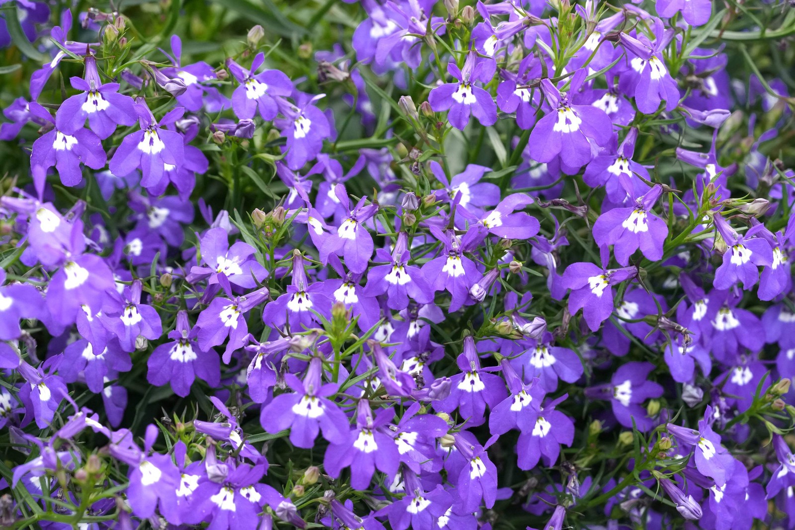 200 LILAC Purple LOBELIA REGATTA Lobelia Erinus Flower Seeds