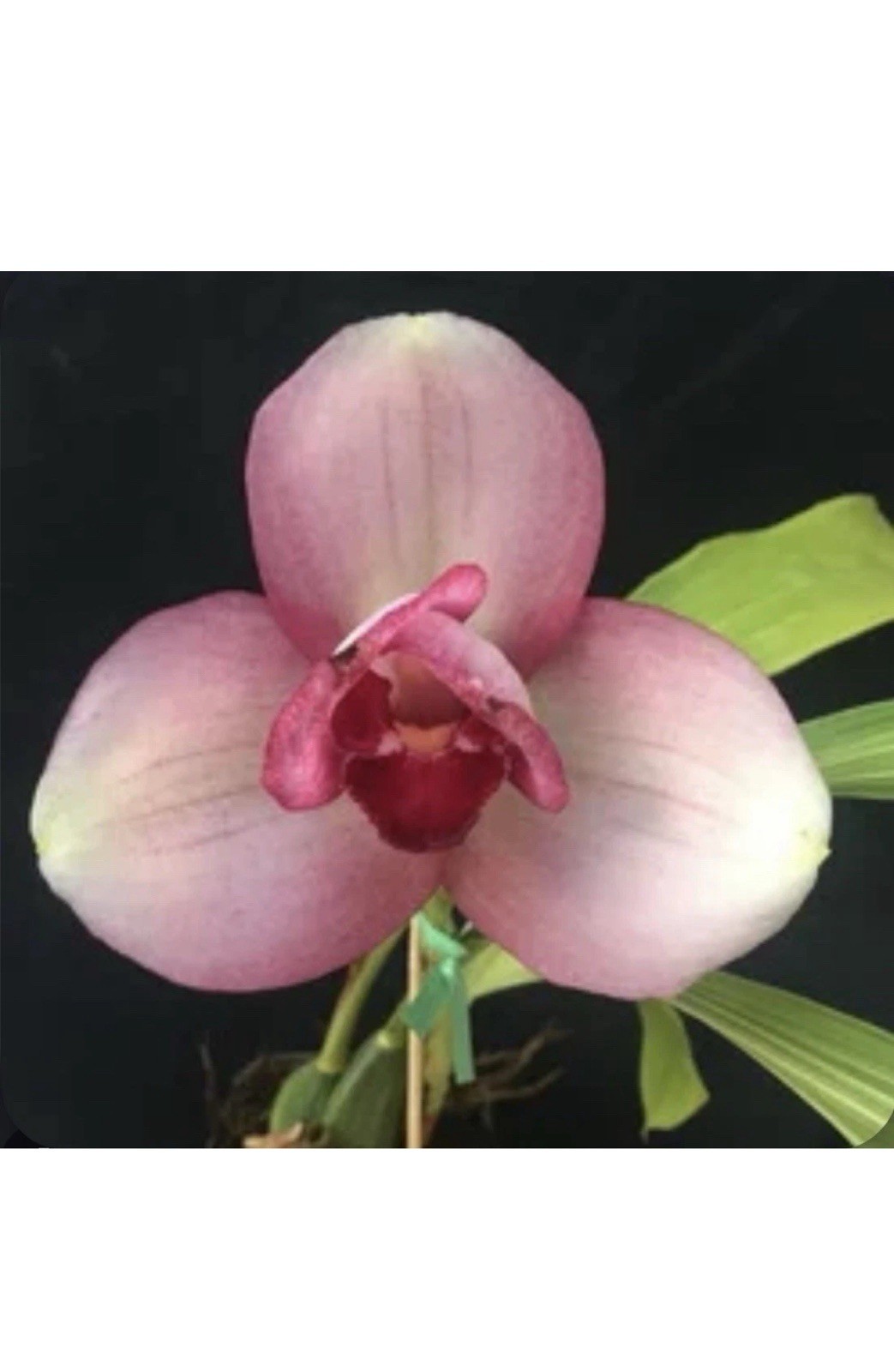 ‘Pink’ White BS One New 7” Pot House plants shelf house indoor black tree 100