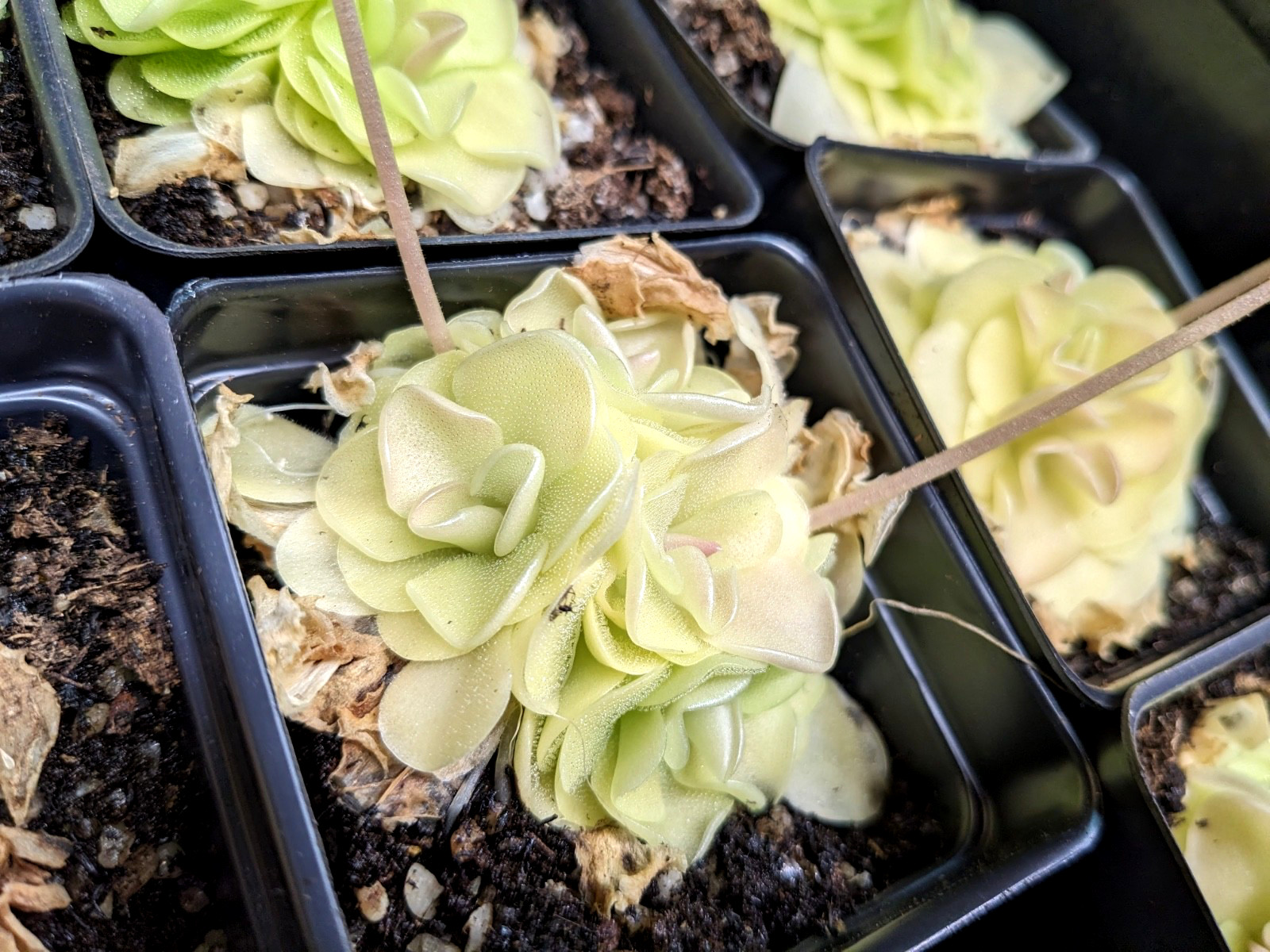 Pinguicula Butterwort (morenensis / wesser)