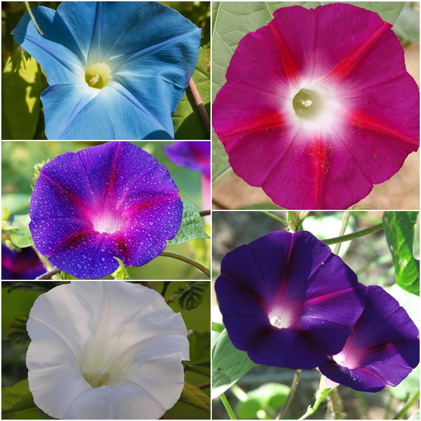 Morning Glory Seeds for Planting – Variety Pack/Collection of 5 Individual Va…