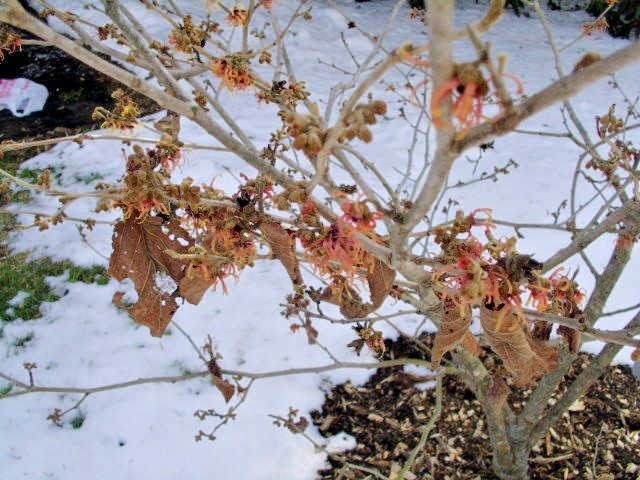 10 STRAWBERRIES AND CREAM WITCH HAZEL SEEDS – Hamamelis x intermedia