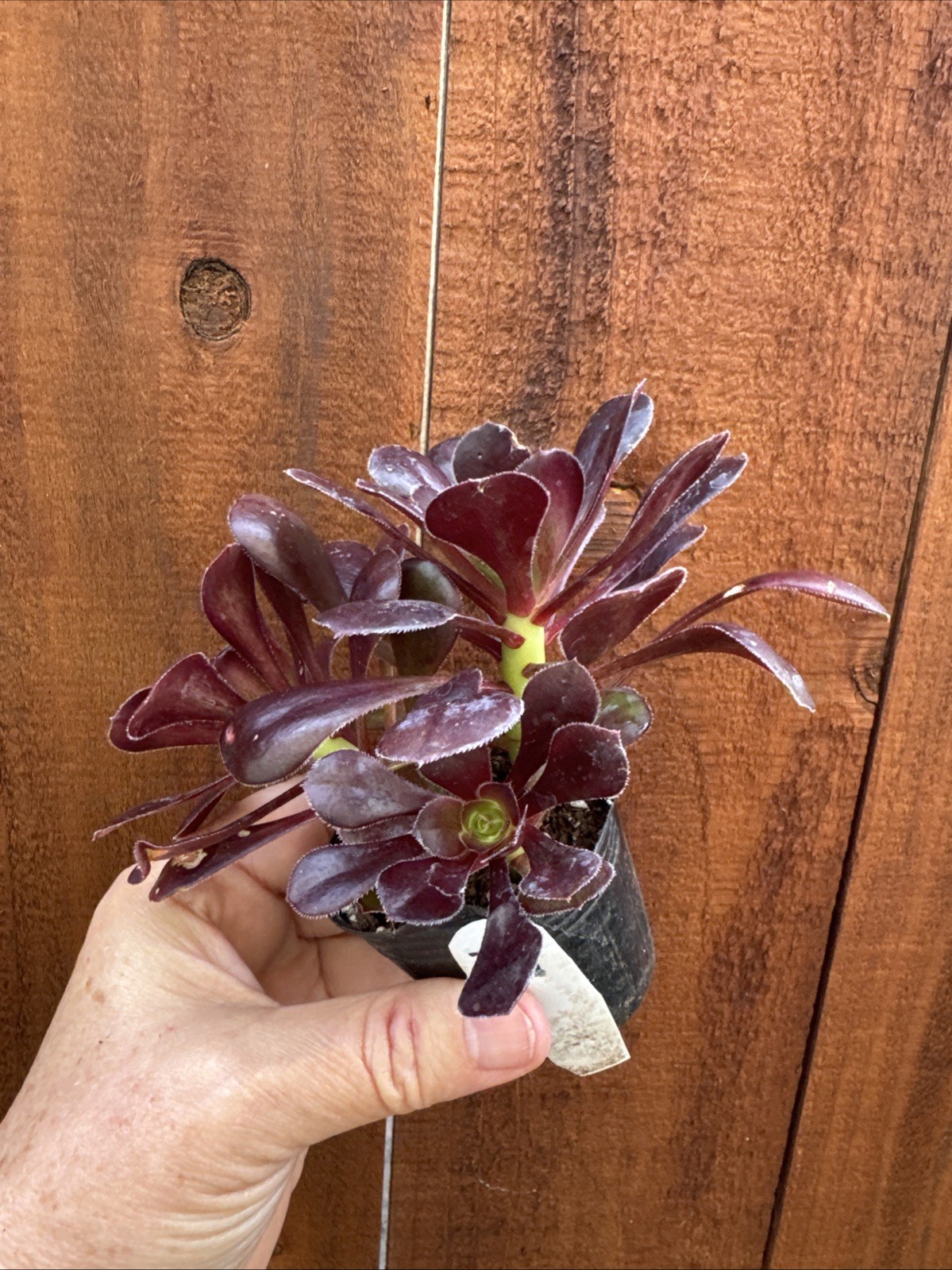 BLACK ROSE Dark Purple Aeonium Succulent