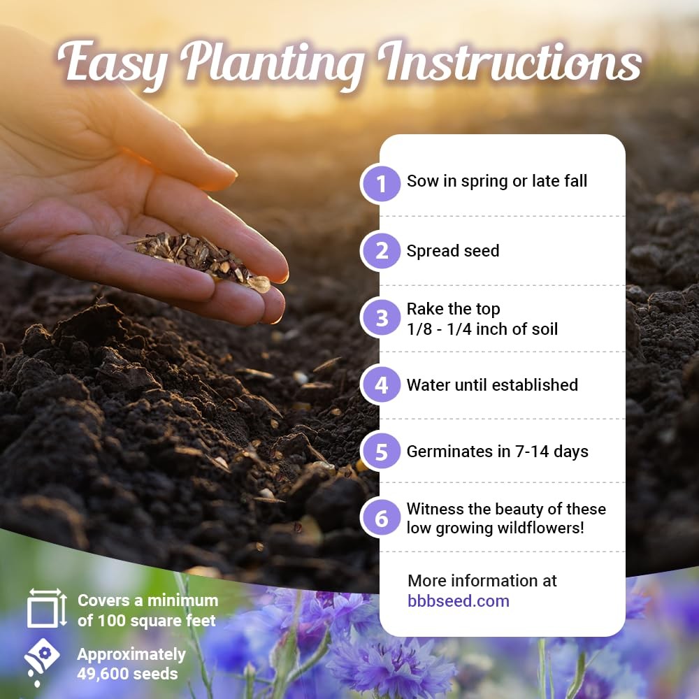 Low Growing Wildflower Seeds Mix 1oz, 612 Inches Short Flowers – NonGMO Natu…