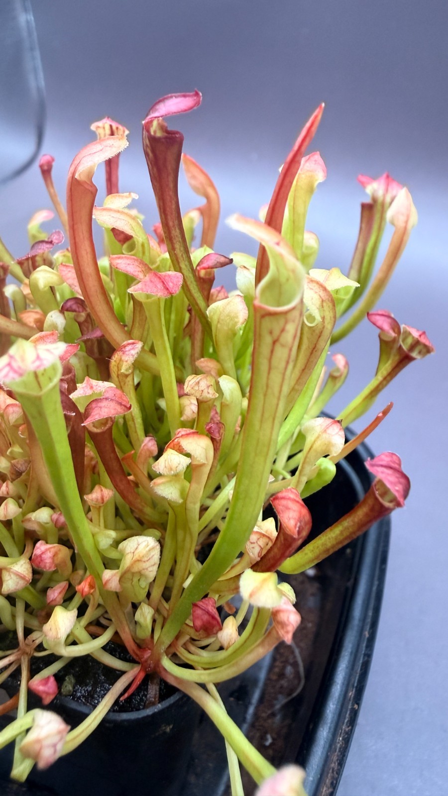 Sarracenia – 🔥🔥 S. Warcloud x S. Waccamaw 🔥🔥 WHOLE POT!!!!