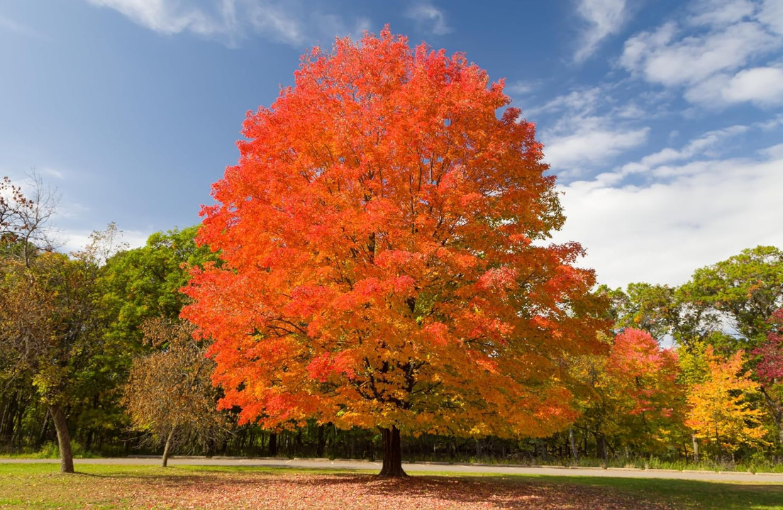 Live Sugar Maple Plant – 6” Tall – 4” Pot – Shade Tree for Garden & Landscape