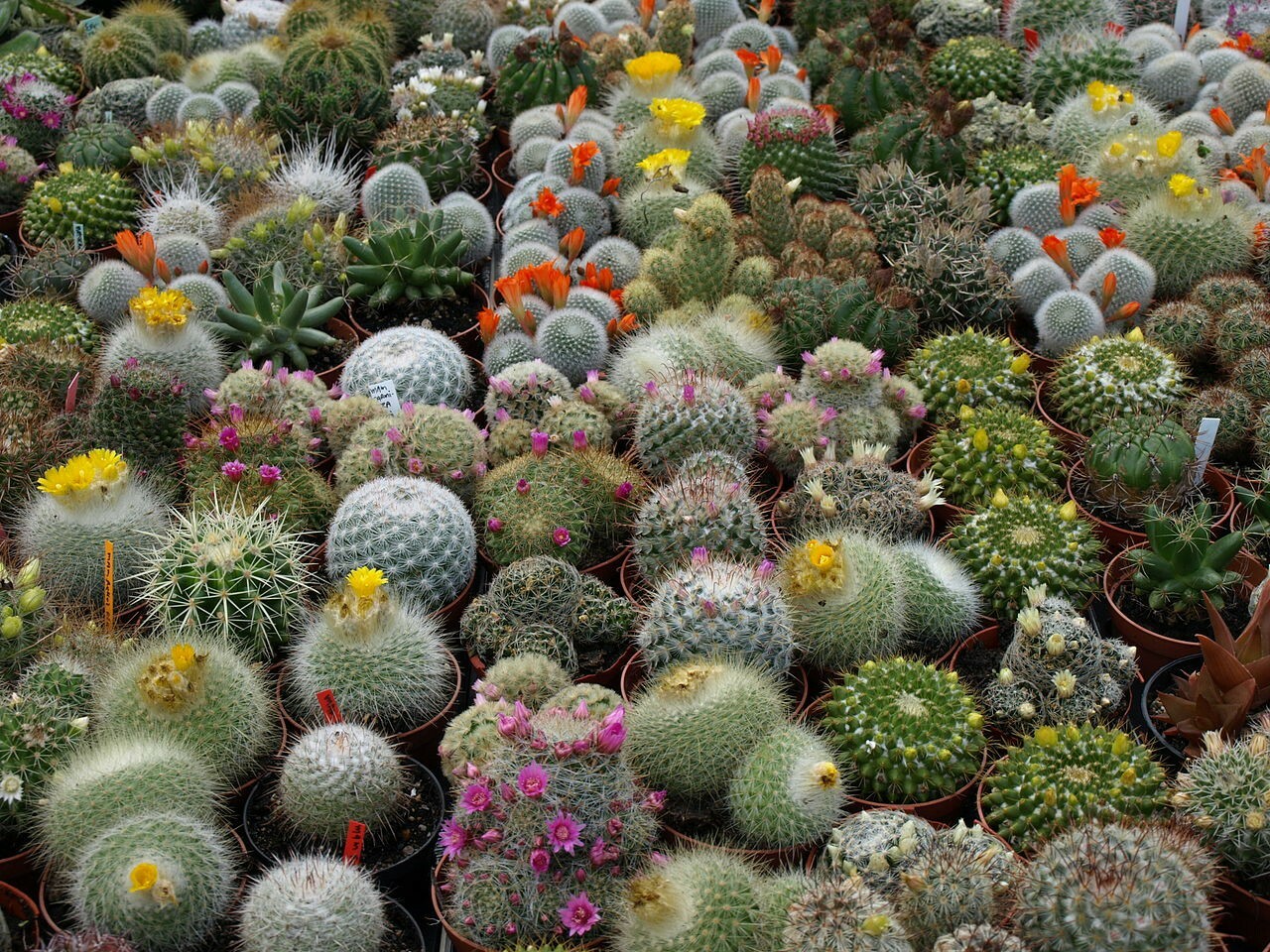 100 mixed Cactus seeds mix succulent seeds mix very diverse variety of species