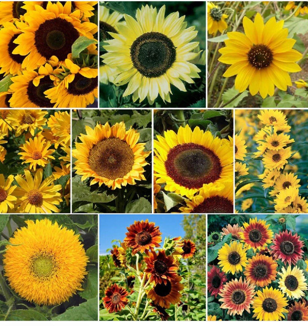 30 Sunflower Seed Mix – Vibrant Blooms – Free Shipping – 8 Mixed Varieties