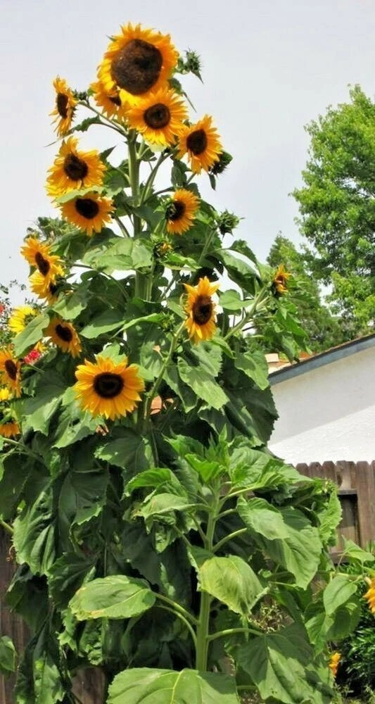 25+ SKYSCRAPER SUNFLOWER SEEDS — HEIRLOOM — MULTI BLOOM — TALL —– FRESH