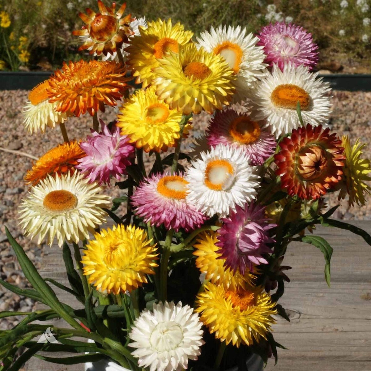 100 Strawflower Wildflower Seeds – Everwilde Farms Mylar Seed Packet