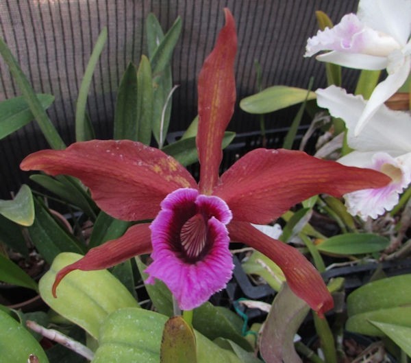 C. Tenebrosa ‘Randall Umland’ x #1326 dark’ Live Orchid Plant 3D17