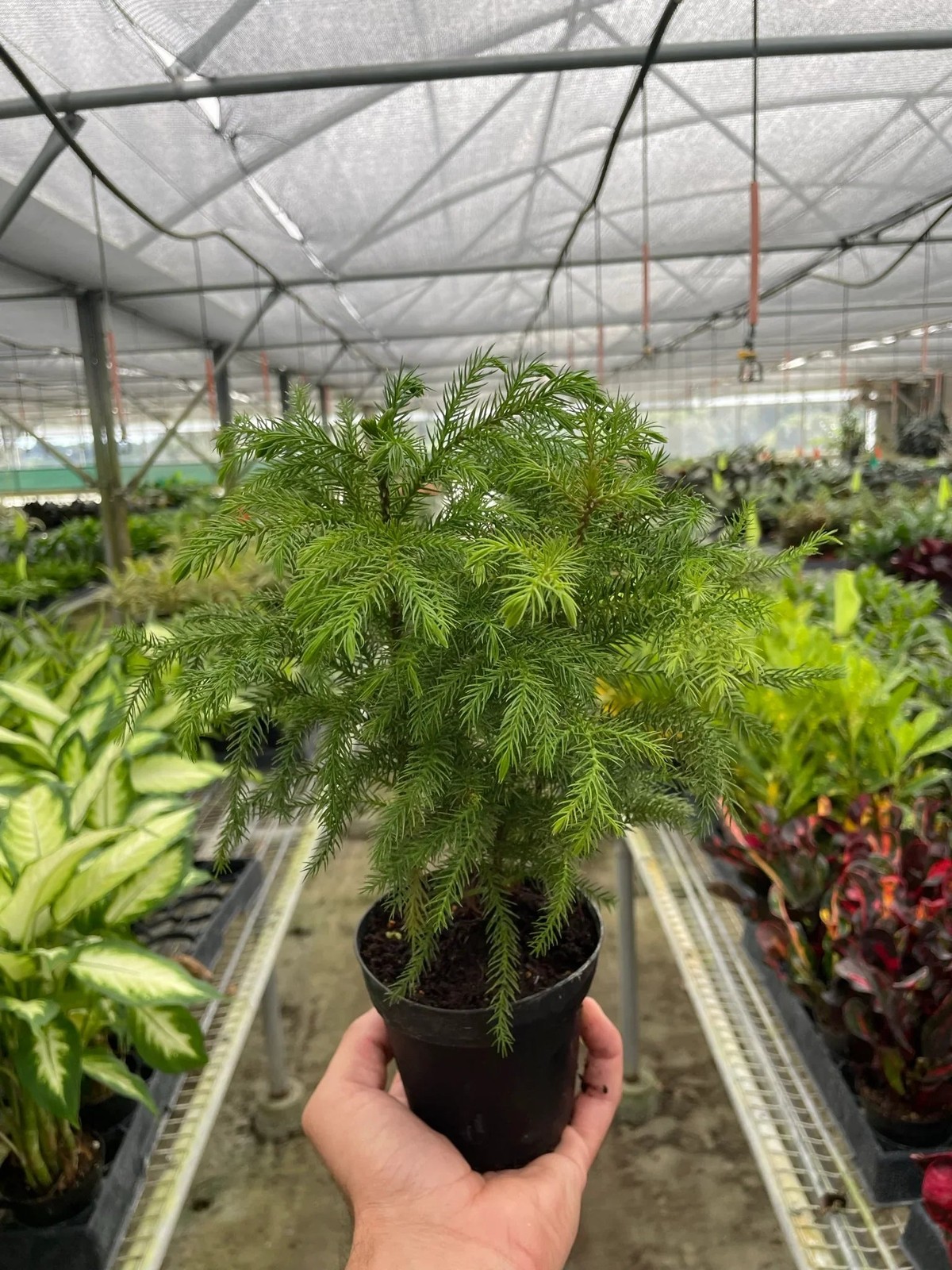 Norfolk ‘Island Pine’