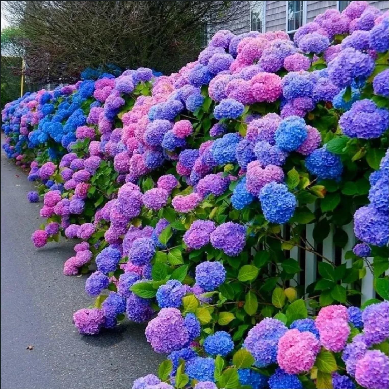 35pcs Blue Pink Purple Hydrangea Seeds – Stunning Blue, Pink, Pruple