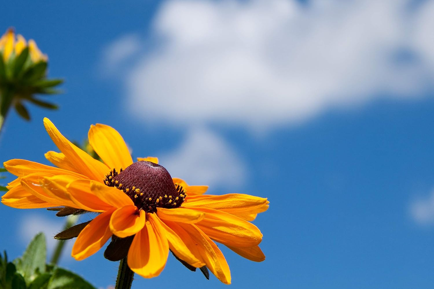 Black Eyed Susan Seeds for Planting, 5000 Seeds, Giving You Beautiful Black Eyed