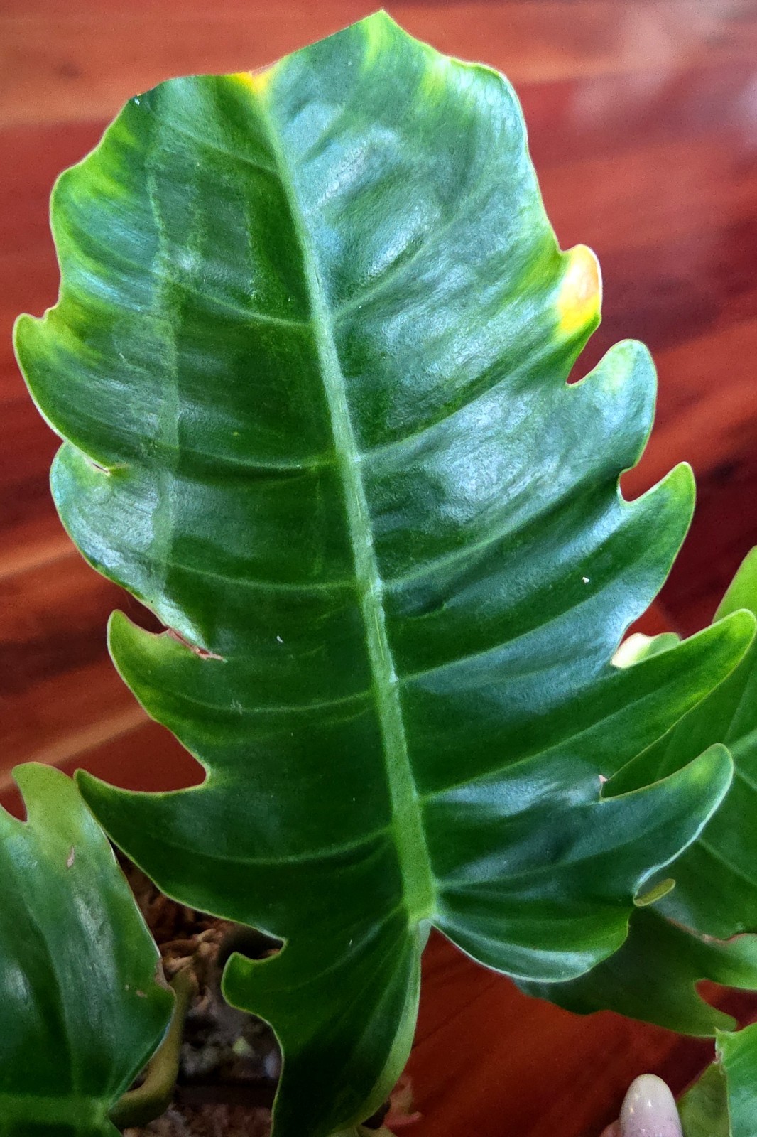 Rare NEW! Philodendron Variegated Jungle Boogi 18″ Wide Not Monstera Anthurium