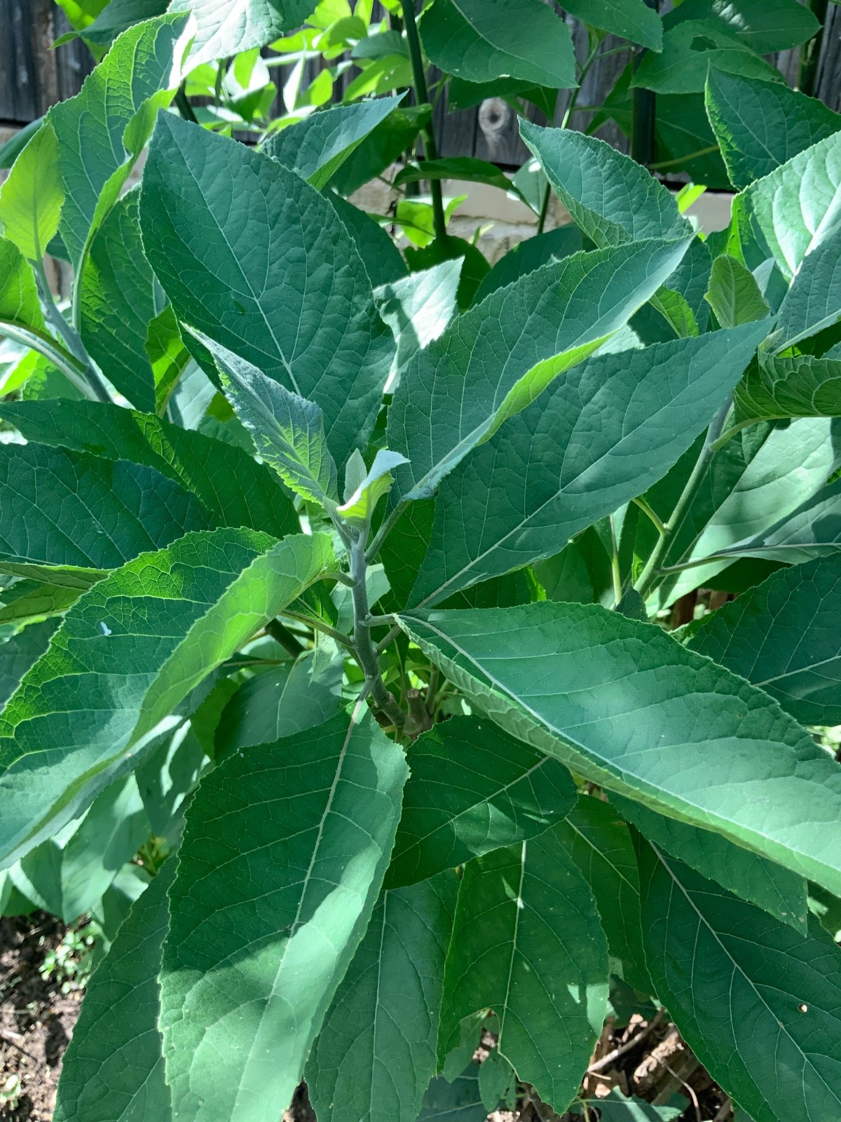 Organic freshly plucked Bitter leaf (Ewuro)