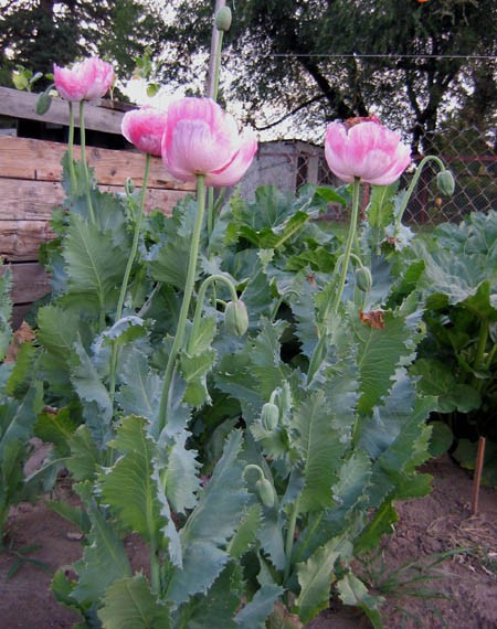1,500 Fresh Giganteum Poppy Seeds – P. Somniferum – Giant Seed Heads&Huge Blooms