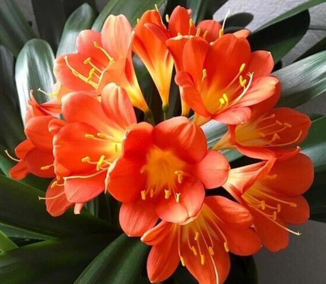 1 Clivia Miniata Bush Lily 15 Leaves Bare Root Orange Flower No Pot