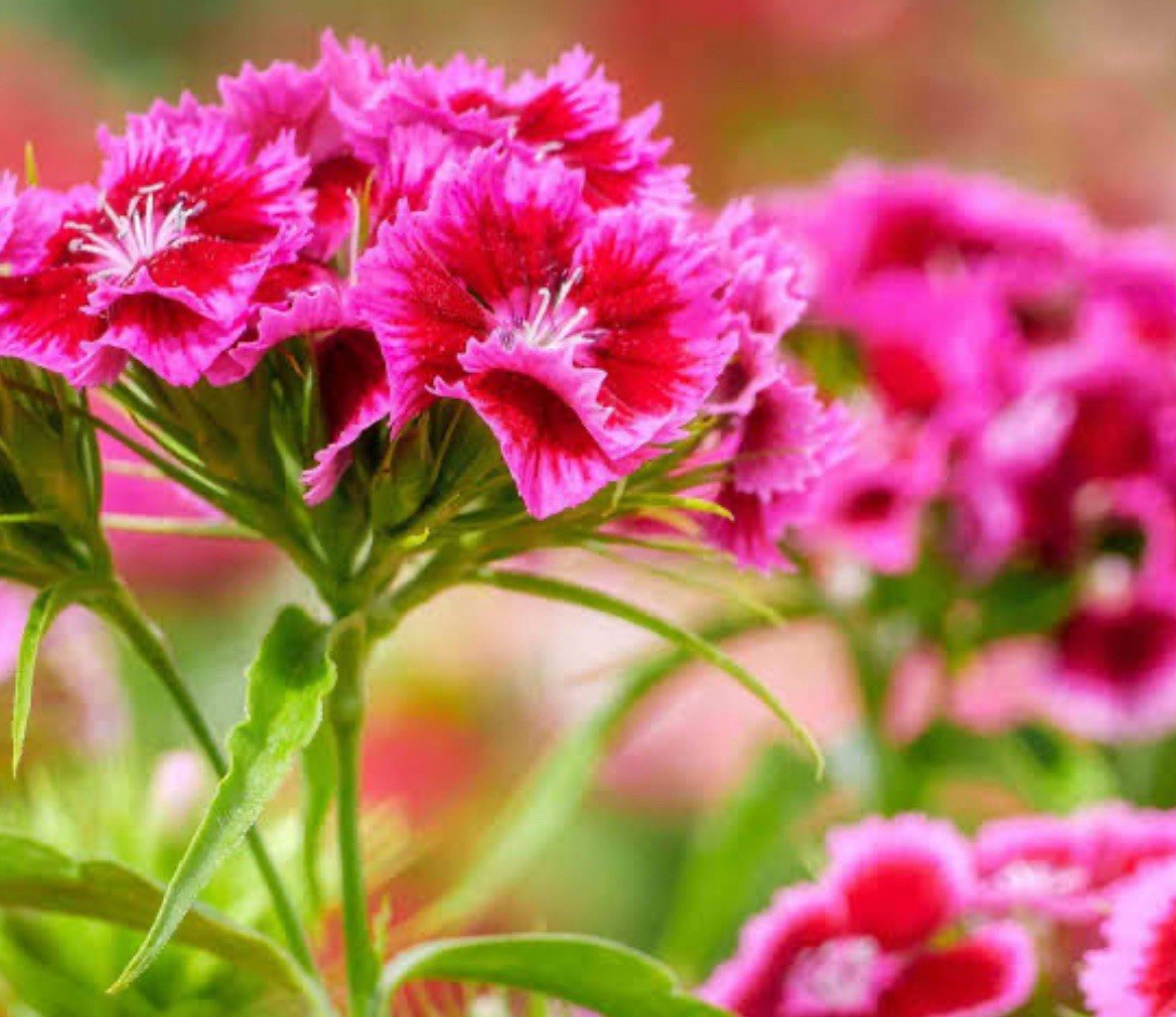 100+ SWEET WILLIAM SEEDS – DIANTHUS – PERENNIAL – Mixed Colors – Fragrant