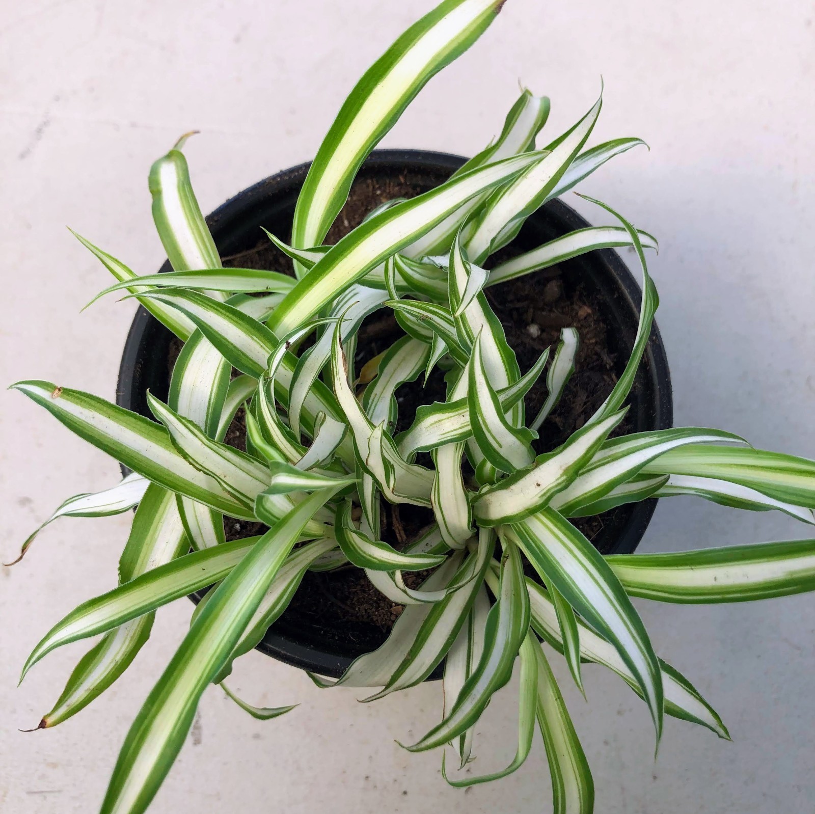 Spider Plant Live Indoor Houseplant Fountain Like Shape Easy Care Hanging Plant