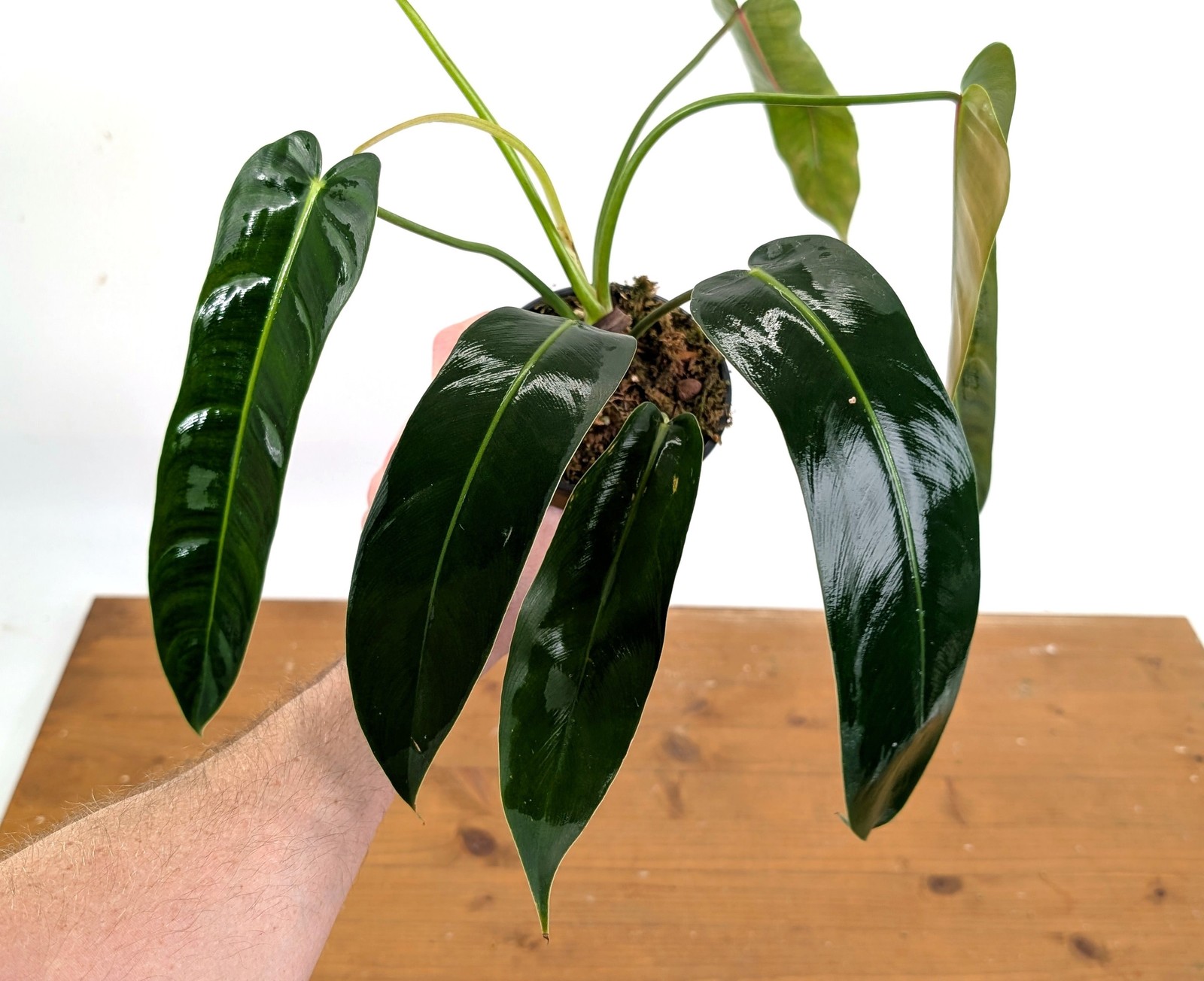Philodendron Amazon Spirit – (P. Patriciae x Spiritus Sancti)
