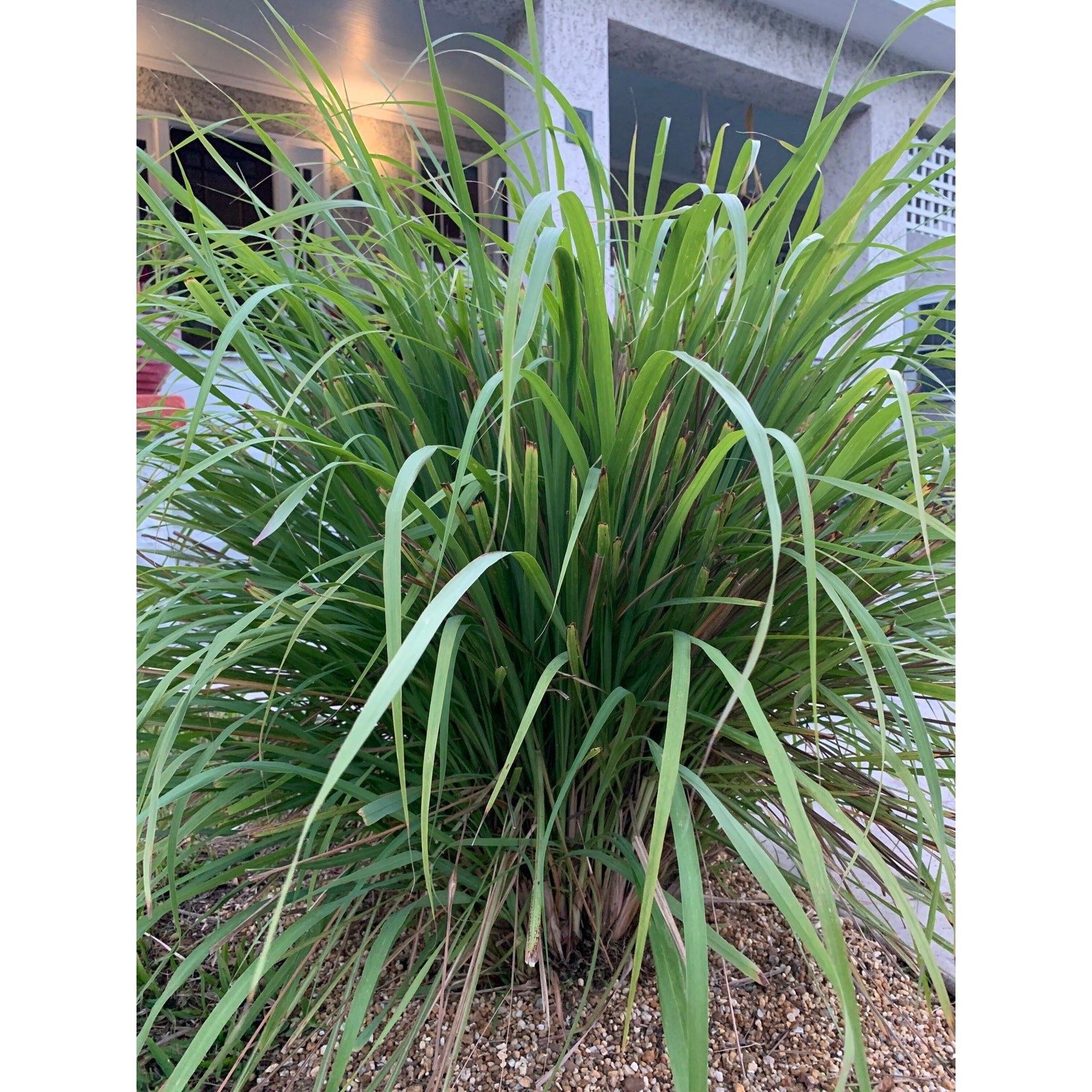 4 Live Rooted Lemongrass Organic Plant Stalks