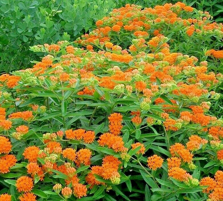 51+ORANGE BUTTERFLY Weed Seeds Native Wildflower Container Garden Heat Cold Easy