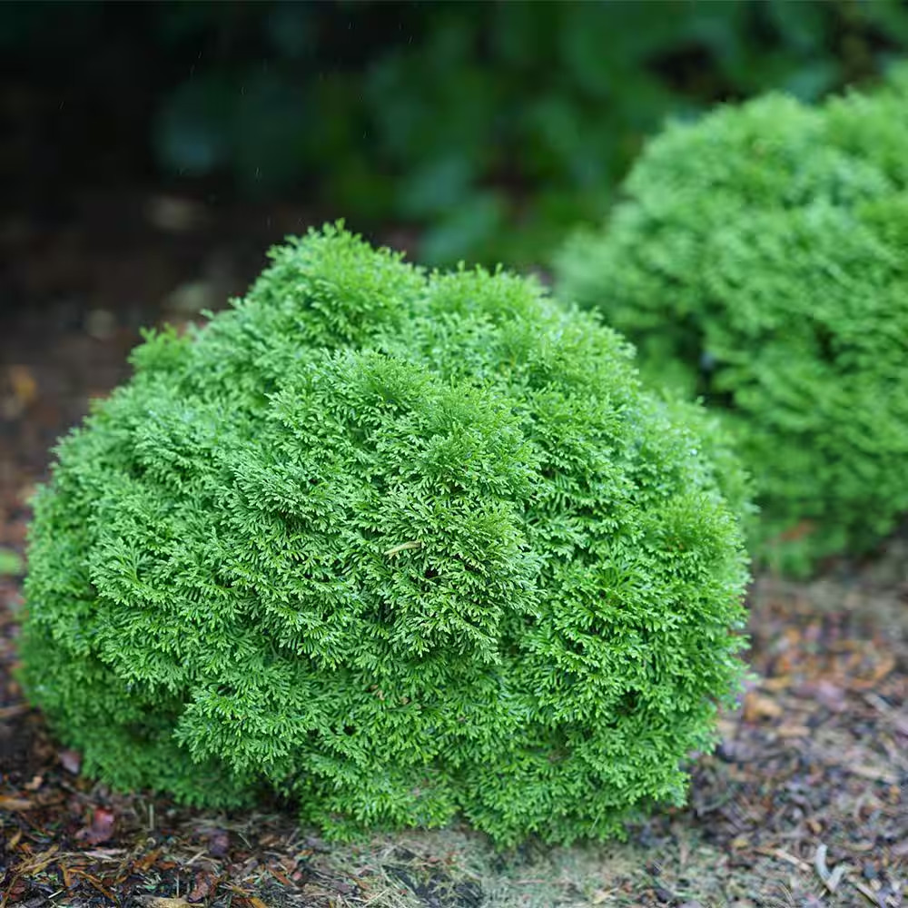 2 Gal. Arborvitae Tater Tot Evergreen Shrub