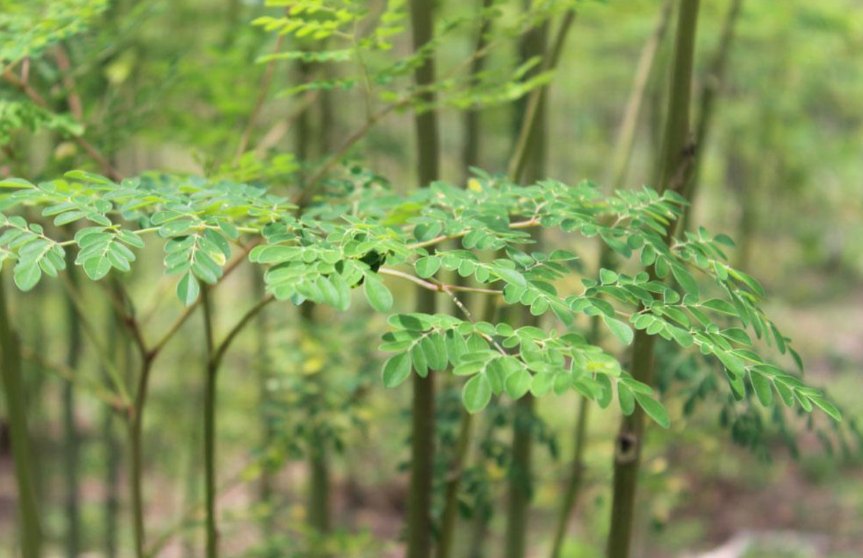 Live Moringa Oleifera Plant – 2 Pot (2 Plants per Pot) – Fast Growing Tree