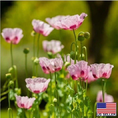 Turkish P Somniferum Poppy Seeds For Planting 20,000+ Fresh, Imported, Untreated