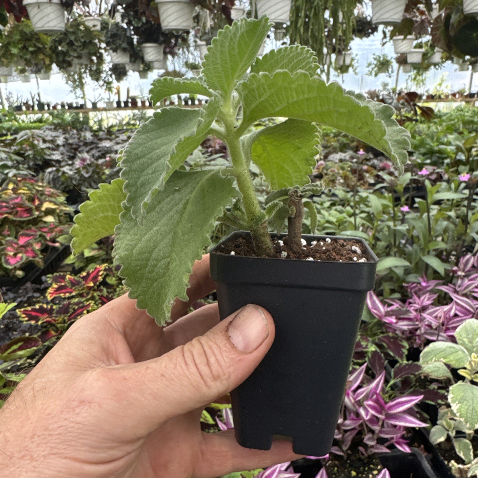 Cuban Oregano- Plectranthus amboinicus