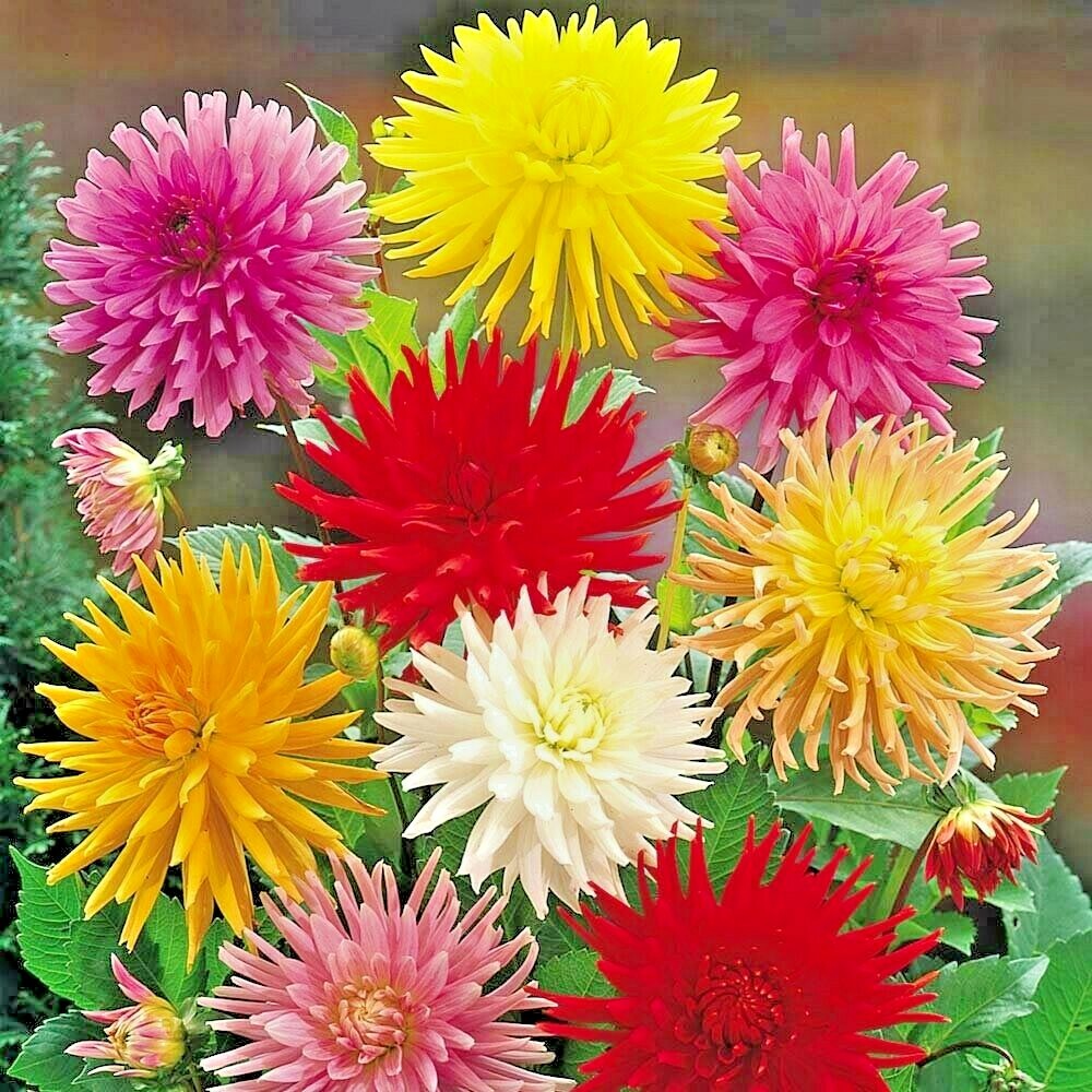 301+GIANT CACTUS ZINNIA MIX Seeds Summer Flowering Annual Cut Flowers Fast Easy
