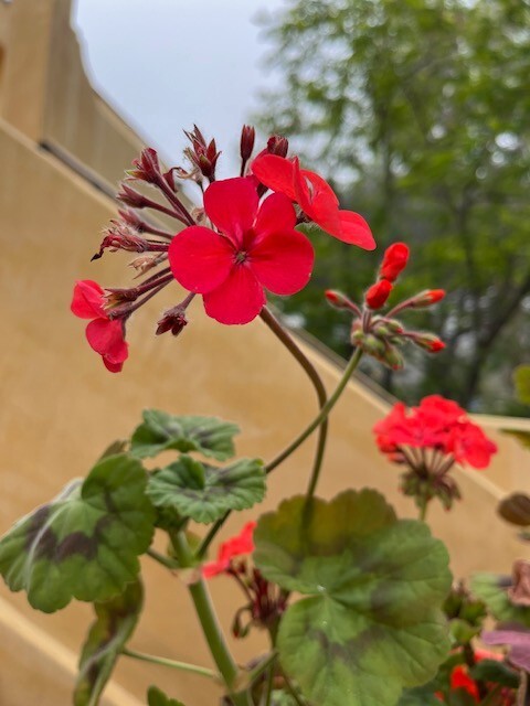 Deep Red geranium live plant