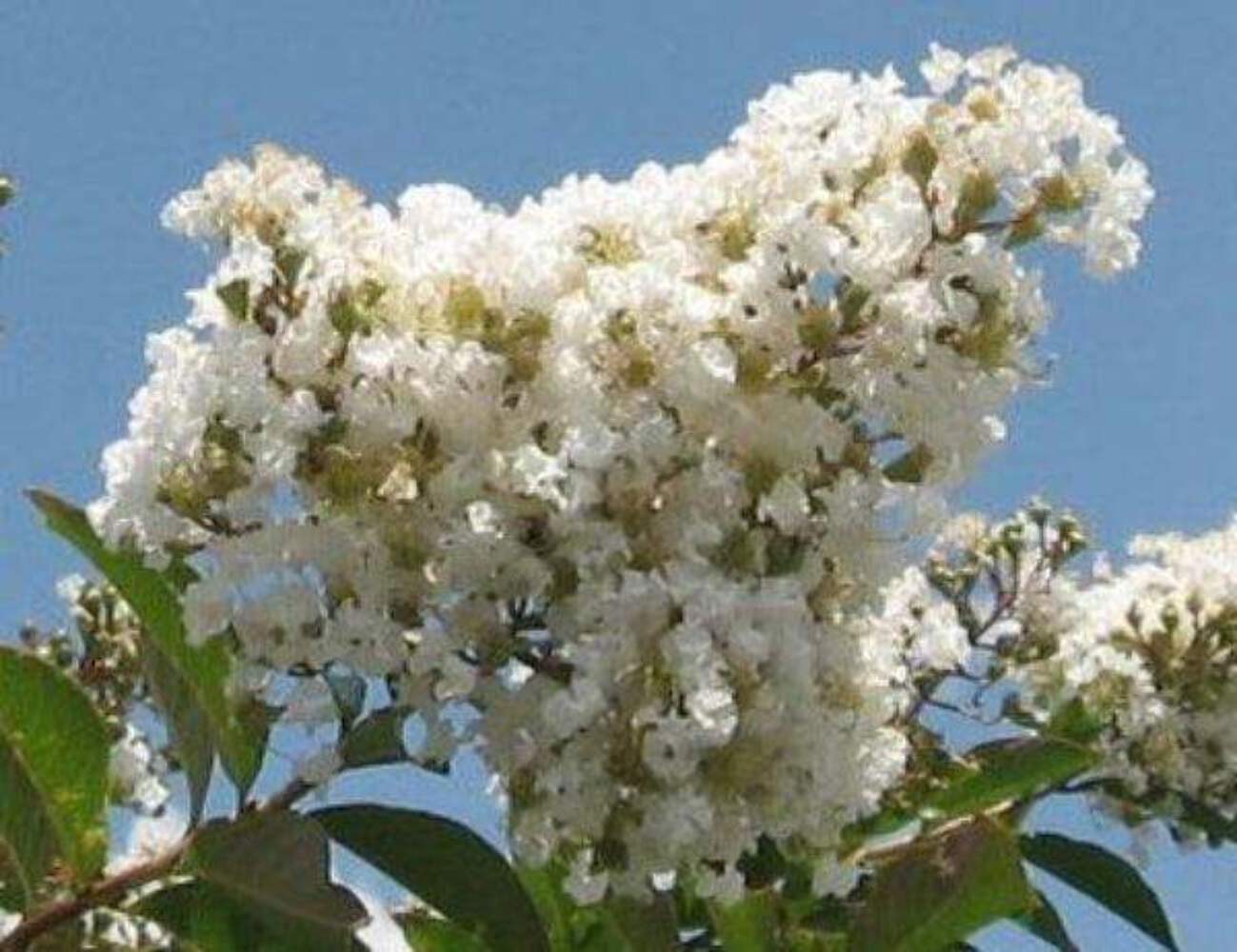 Natchez Crape Myrtle: Majestic Beauty and Continuous Blooms for Your Landscape
