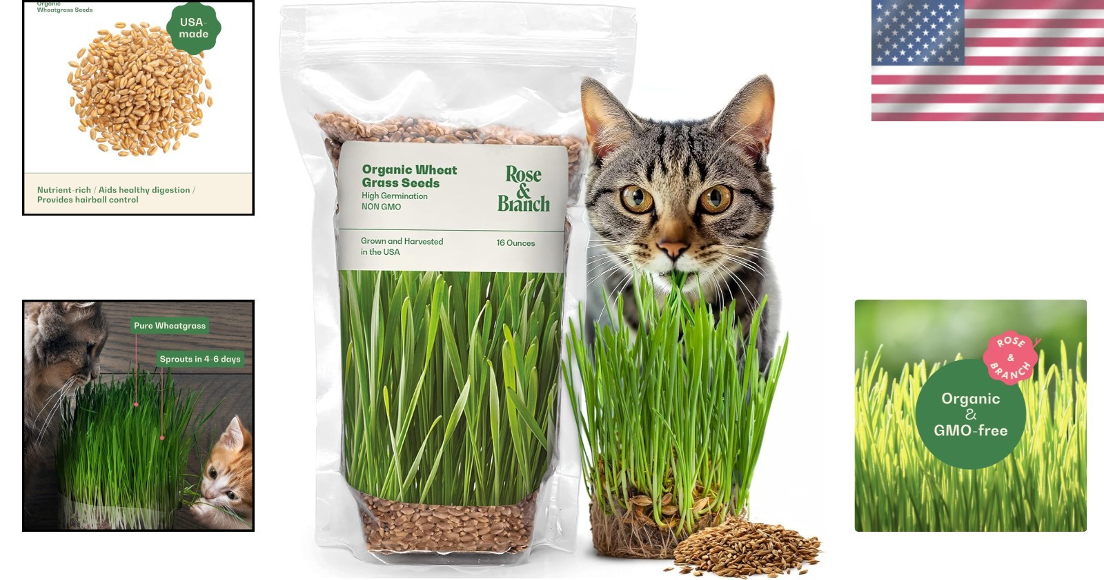 Healthy Wheat Grass Seeds for Pets & People – 16 Oz