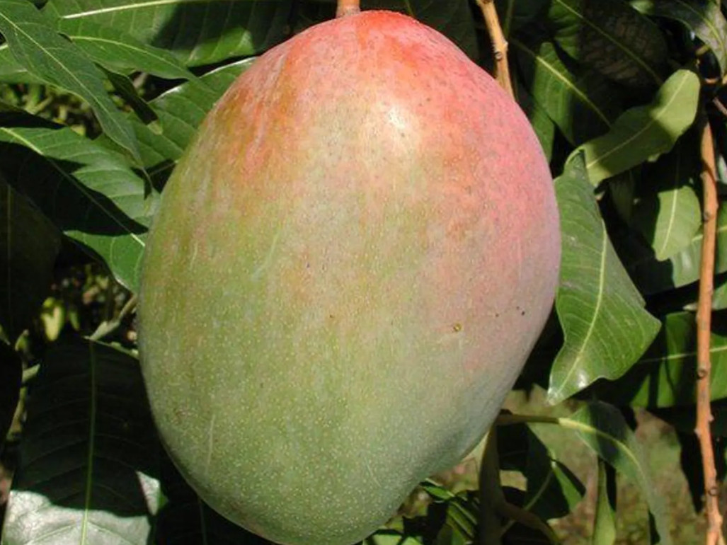 Grafte Banganapalli mango Fruit Tree (3-4 ft) (manglifera)