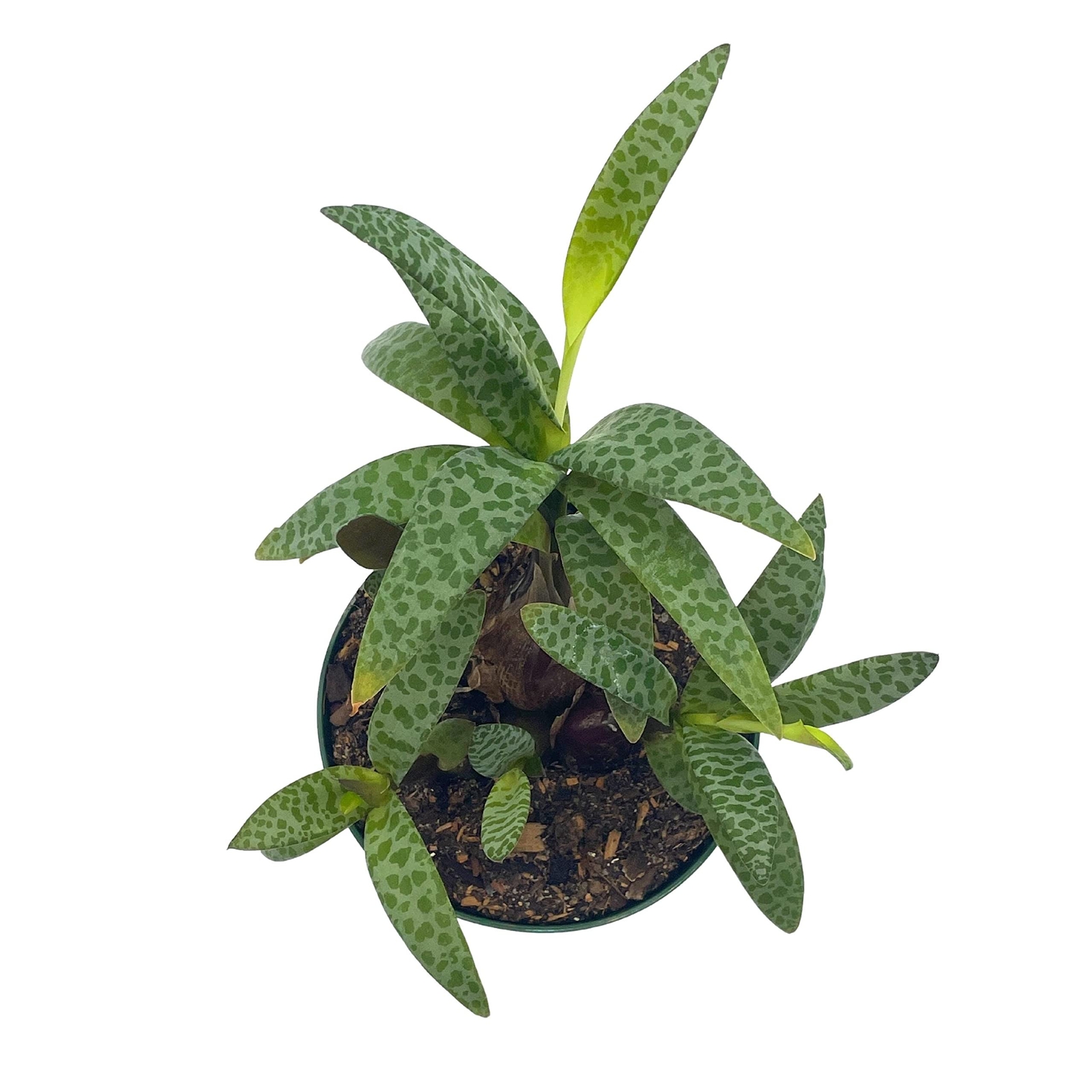 Silver Squill Leopard Plant, Ledebouria socialis, 4 inch
