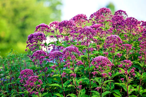200 SWEET JOE PYE WEED SEEDS | 2026 SALE FREE SHIPPING NON GMO HEIRLOOM