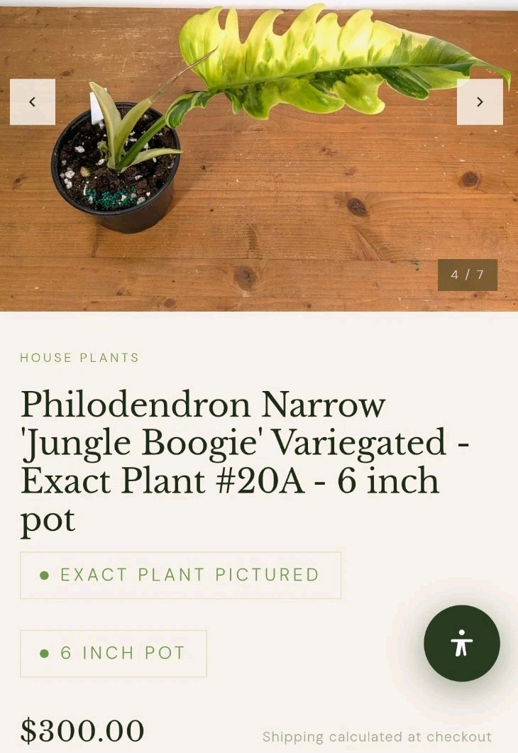 Rare NEW! Philodendron Variegated Jungle Boogi 18″ Wide Not Monstera Anthurium