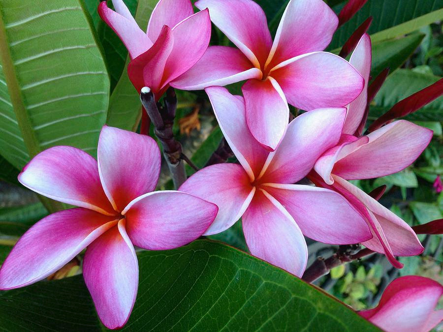(TWO) Pink Plumeria Plant 2 Cuttings Live Hawaiian Tropical 8″ inches Long