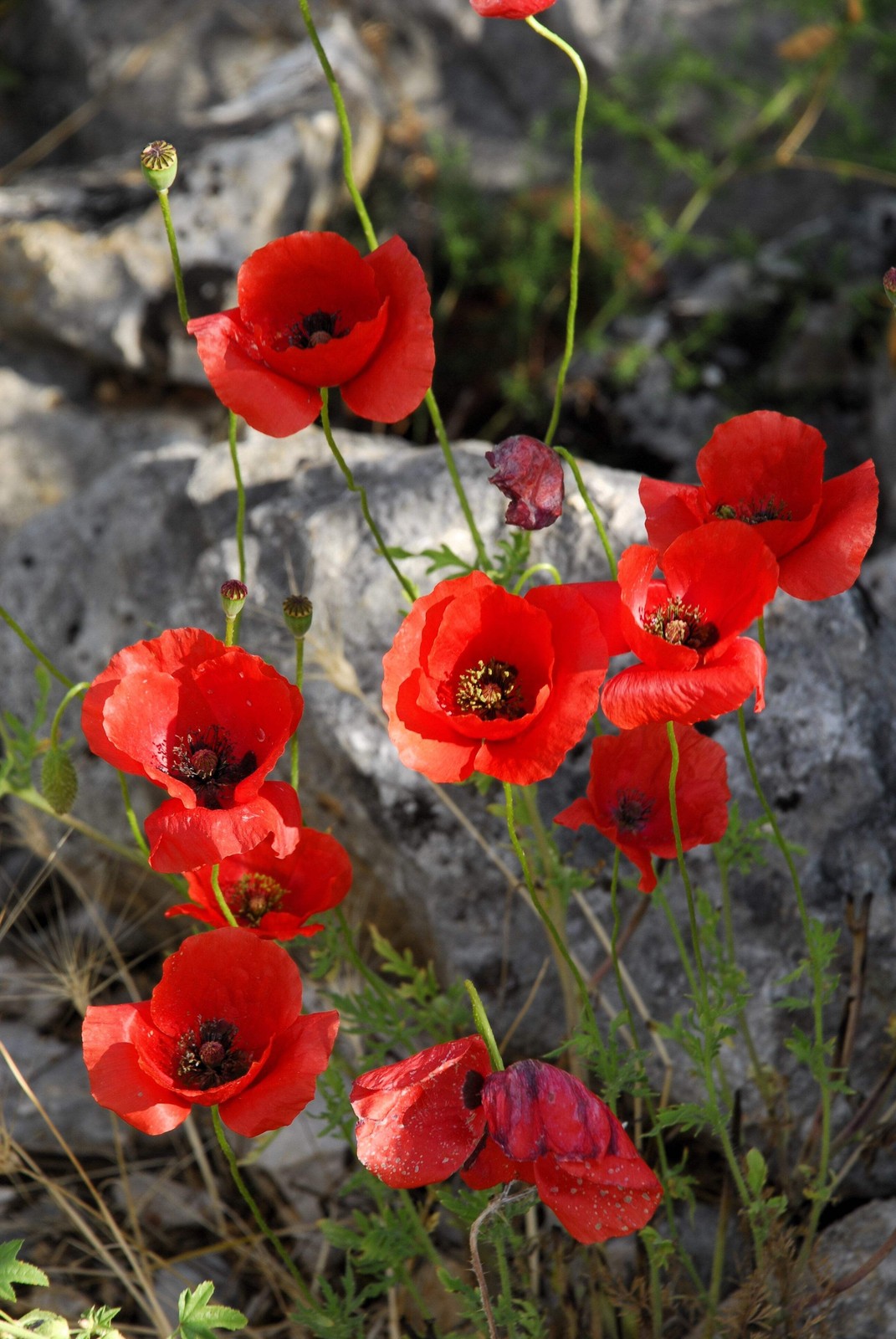 1000 Red AMERICAN LEGION POPPY Corn Shirley Flanders Papaver Rhoeas Flower Seeds