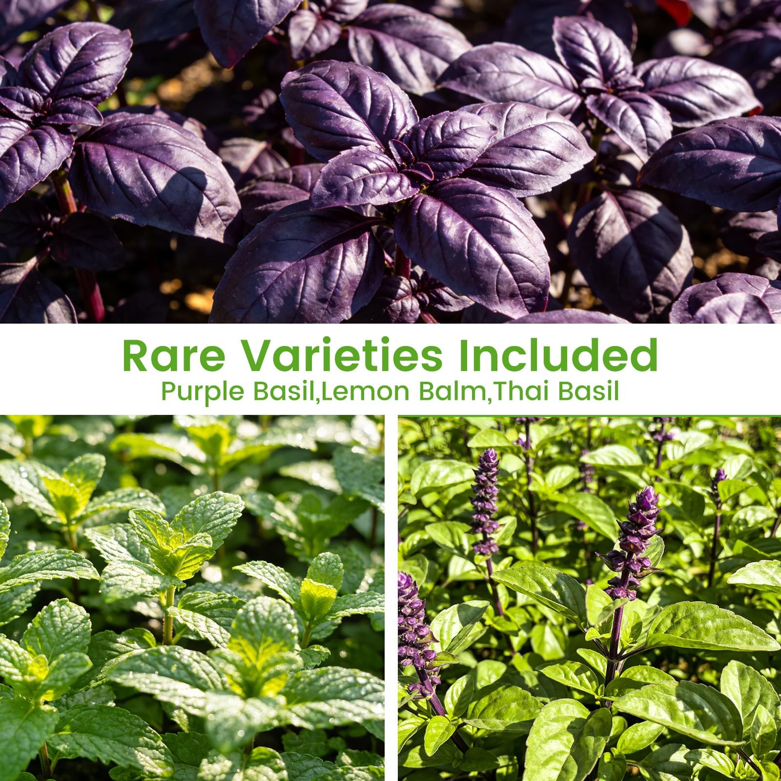 Herb Seeds 15Pack – 4,500+ Heirloom Seeds for Planting – Indoor & Outdoor Her…