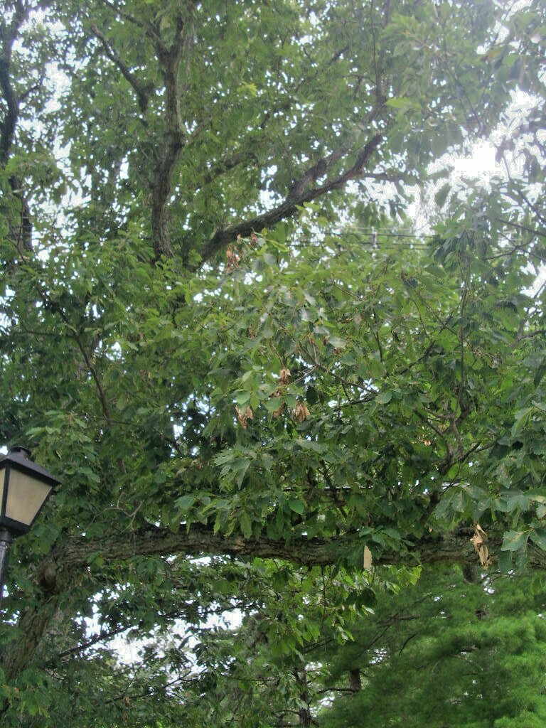 12 CHESTNUT OAK ACORNS – Quercus prinus