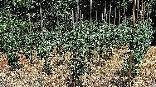 Purple Dog Creek heirloom tomato seeds non-gmo open pollinated DELICIOUS!