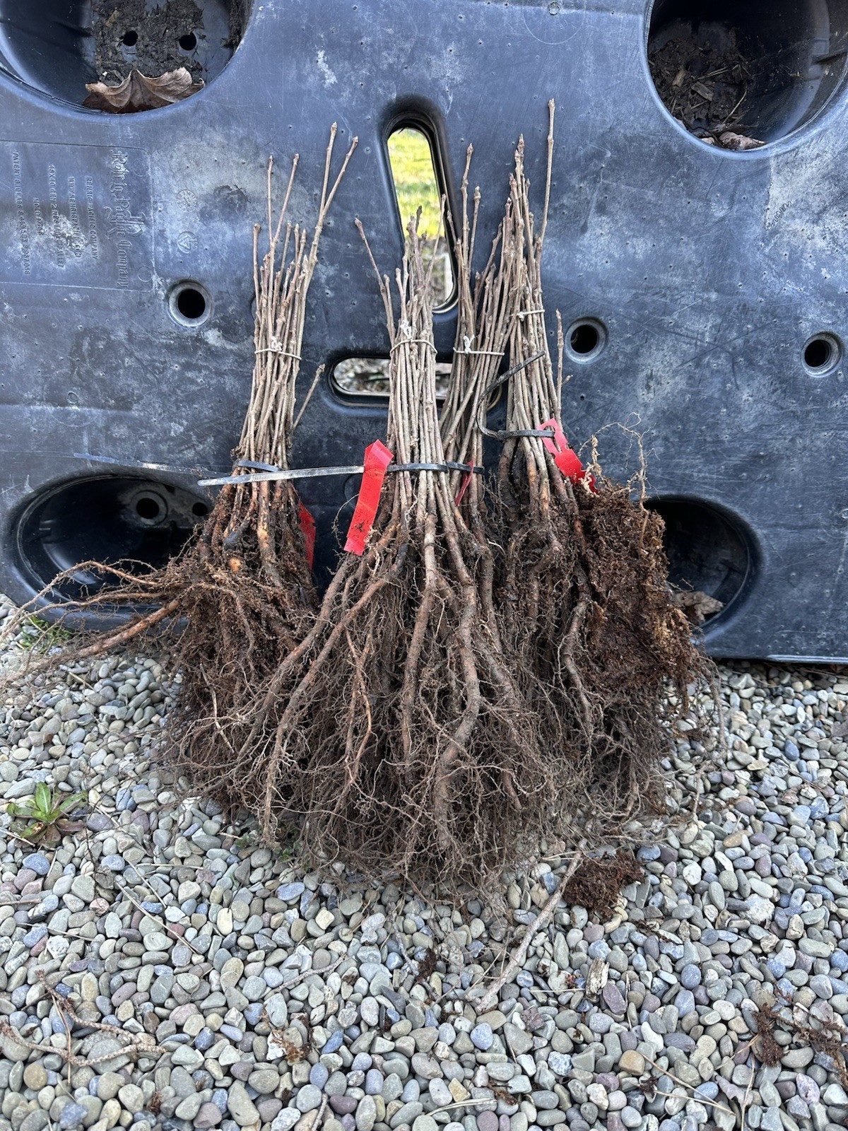 Concordia Oak Tree Seedling Bareroot Live Plant 12-18”