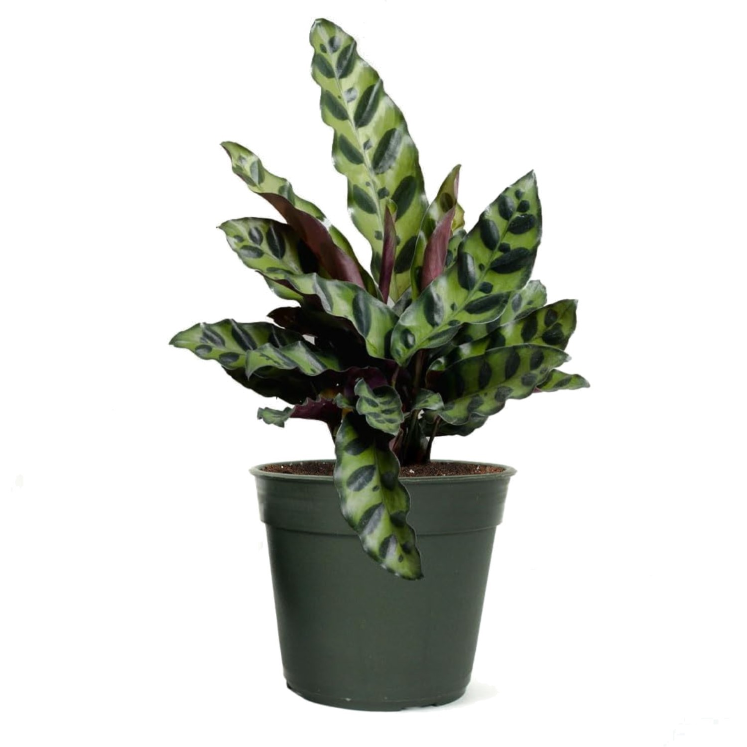 Live Calathea Rattlesnake Plant, 4-Inch Pot | Pet-Friendly & Air-Purifying