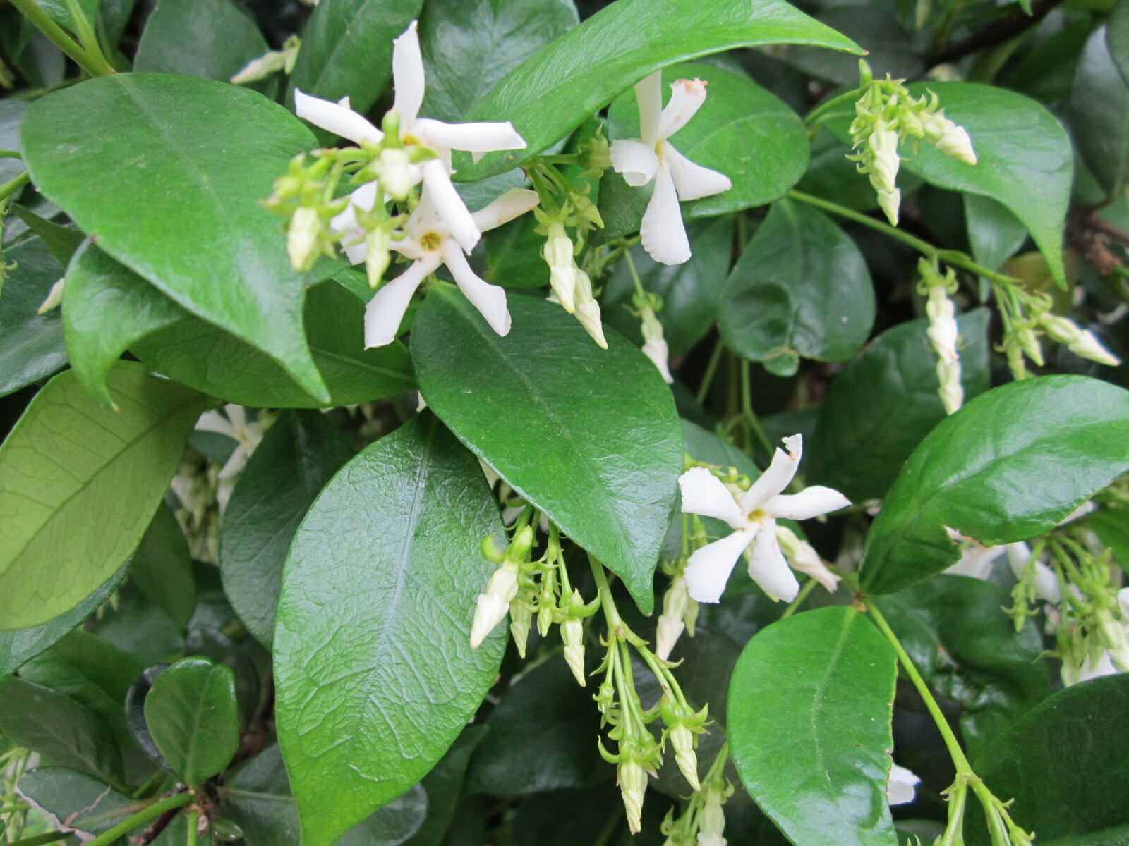 ~~CONFEDERATE STAR JASMINE~~Rooted STARTER Plant~~Extremely Fragrant Vine~~USA