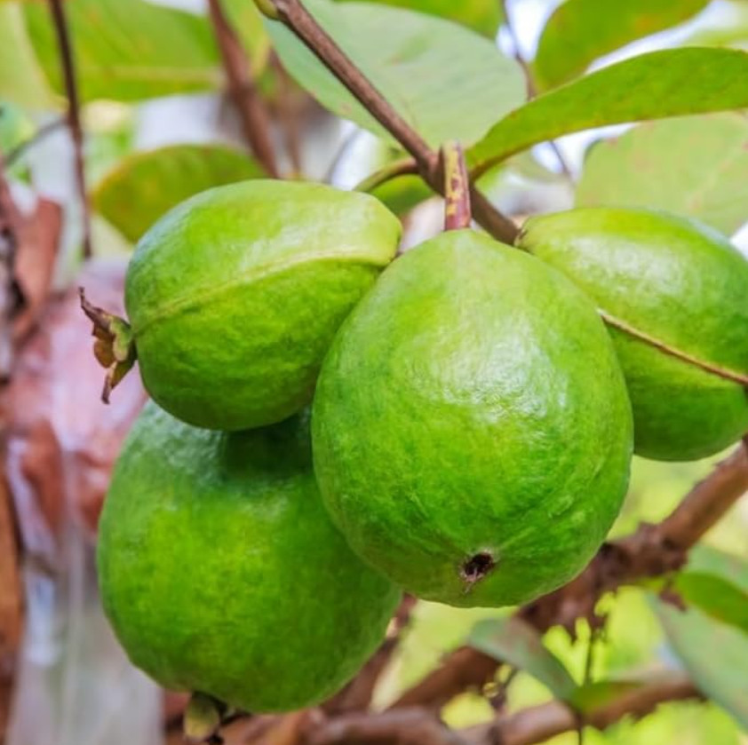 White Guava Live Plant – 8-10″ Tall in 4” Pot – Tropical Fruit Tree